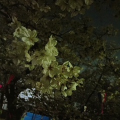 夜桜♪